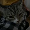 Tala