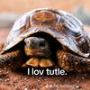 i_like_turtles292