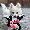 gothkewpid