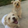 ramy_coquis_y_churrumais