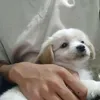 johnvpajarillo03