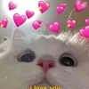 dyd23rybfomw