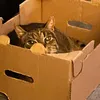 dreftdekat