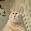 _mal0uuuuu_