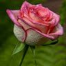 user84180928