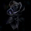 zillawaty.11