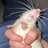 ratexterminatorplug