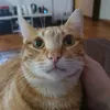 francomanontroppo