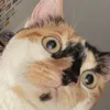kaylan1249
