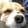 poppythejackchi