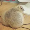 kitty_cat_owo