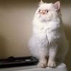 showusurkittys