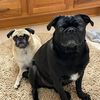 _____pugsandnugs_____