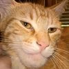 chadcat__