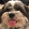 the_adventures_of_cookie