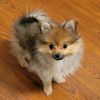 autumnbella1234