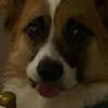 crispy_strudels