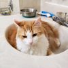 cat_man_dude