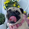 layla_the_pug