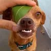 kingjunggle45