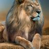 aslan058253