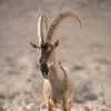 🫎🫏کوردسـتان نیشتیـــمانم🫏🫎