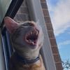 whiskey_the_cat007