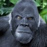 squatch21