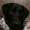 sam_the_puppy_dog