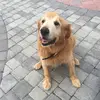 secretgoldenretriever