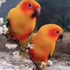 majed1484