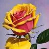 user91fcyvuk67