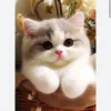 haihoang744