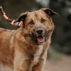 kona_the_rescue_dog