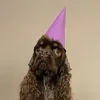 artemismoondog