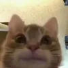 zahihihahakkk