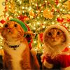 catsloverten