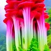 hassanshah1186