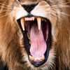 lioncag3