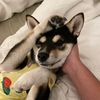 mochi.muffin