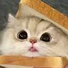 user824543612