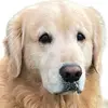 dexter_goldenretriever
