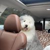 goose_on_demand