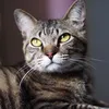 gatocivi