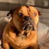 bulldogwinston