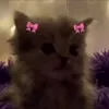 mssssssssscs