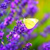 e..lavender
