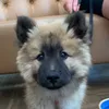 dogspotting