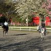 equestrian_aubrey