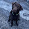 emma.labrador2